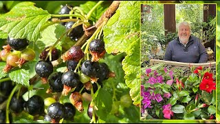 CASSIS ET CASEILLE  ARBUSTES À PETITS FRUITS TRÈS FACILES ET VERTUEUX Le Quotidien du Jardin N°377 [upl. by Dnomar]