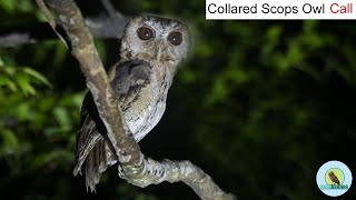 Collared Scops Owl Call  Scops Owl  Collared Scops Owl  BIRD Call । 2021 Wildlife Photography [upl. by Fennessy295]