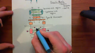 Receptor Tyrosine Kinases Part 4 [upl. by Dal368]