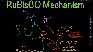 RuBisCO Carboxylation Mechanism in the Calvin Cycle  Biochemistry [upl. by Dominic]