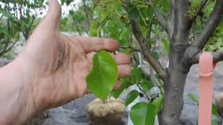 Planta Flowering Pear tree in NJ [upl. by Naesyar716]