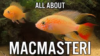 Apistogramma Macmasteri Care Guide [upl. by Dionis]