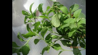 Stevia Plant Care [upl. by Elvie]