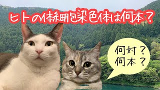 にゃんこ塾102 染色体数 ヒトの体細胞の染色体数は46本、そのうち44本が常染色体、2本が性染色体、 [upl. by Tabber]