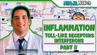 Immunology  Inflammation Toll Like Receptors and Interferons Part 4 [upl. by Eduam]