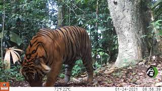 Tiger in Sumatran rainforest [upl. by Syl]