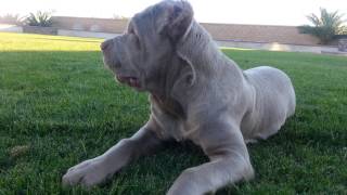 Cane corso 4 month old [upl. by Lian813]