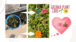 Gazania plant winter care🌹😋 how to get many blooms in gazania🌹😍💚 [upl. by Jeana]