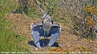 Barnegat Light Osprey Cam  Shore Bird BLOC Party  May 7 2024 [upl. by Lambard135]