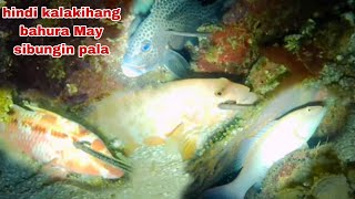 EP260 HINDI KALAKIHANG BAHURA MAY SIBUNGIN PALA NIGHT SPEARFISHING [upl. by Ondrej445]