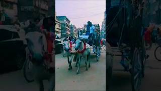 ঐতিহ্যবাহী ঢাকার ঘোড়ার গাড়ি shorts ghorargari horsecarriageঘোড়ারগাড়িbanglanews bdnews [upl. by Jasik]