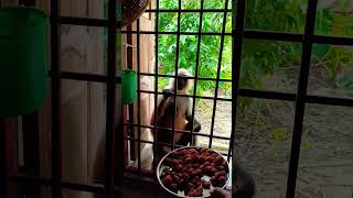 Hanuman  Langoor Bandar  Eating Pakodi [upl. by Glovsky]