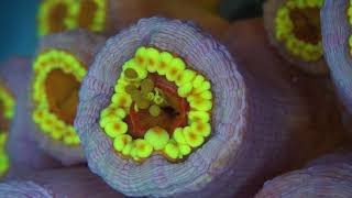 Tubastraea coccinea larvae being released through the mouth of a polyp [upl. by Lanie]