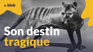 De l’extermination à la résurrection l’histoire du tigre de Tasmanie  Documentaire [upl. by Keryt]