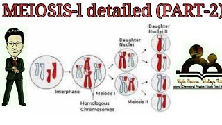 Meiosis 1 detailedpart 2 for NEET AIIMS JIPMER and all biology exams [upl. by Forrester]