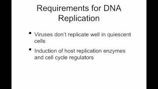 TWiV 96 Making viral DNA [upl. by Dulciana]