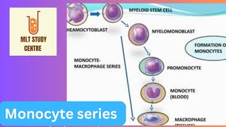 Monocyte series  Monocyte macrophages series Monoblast  Promonocyte Monocyte [upl. by Monro510]