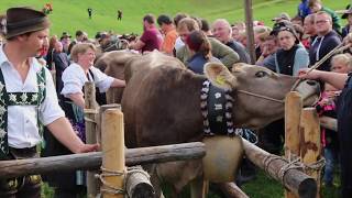 Viehscheid in Obermaiselstein 2018 [upl. by Eus]