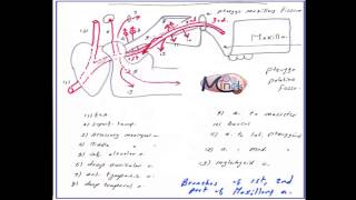 EP 23 HampN Maxillary artery and pterygopalatine fossa and Pterygoid venous Plexus [upl. by Oirifrop]