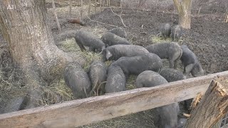 SELO  UZGOJ MORAVKI  kod BRKE u Šumadiji  evo šta je ISTINA o tim svinjama  VAŽAN JE STIL [upl. by Broida]