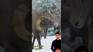 كبش الجبال eminim اكسبلور cowgoat johncena دويتو farmanimal 7eleven animals livestock [upl. by Bobina]