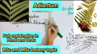 AdiantumSporophyteGametophyBsc and MSc botany topic [upl. by Lizabeth393]