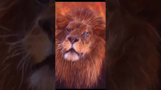 عالم النمور والأسود القوة والرشاقة في البرية 😱🐆🐅🦁 [upl. by Lodnar]