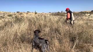 Ken 6  New Mexico Quail Hunting [upl. by Bach]