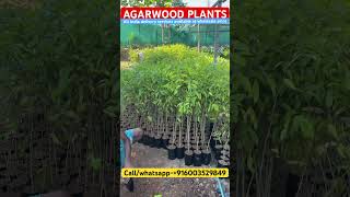 Agarwood plants agarwood agarwood farmingagar agaroud oudwoodoud tree plants agarbatti new [upl. by Yelrebma589]