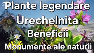 Plante legendare rare Spanzul Urechelnita Ce proprietăți au  identificare [upl. by Nonnaehr882]