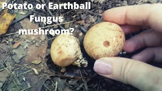 Common Earthball fungus mushroom [upl. by Anahsohs]