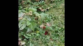 20 Sekunden herbst 20 seconds of autumn nature naturelovers pflanzen plants shorts video [upl. by Uticas]