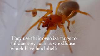 Woodlouse Spider [upl. by Tresa92]