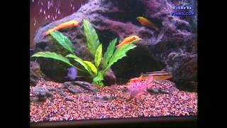 Substrate and Decorations Best for CICHLIDS [upl. by Vanden]