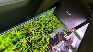 BEST CHEAP AQUARIUM FILTER WITH INLINE CO2 AND HEATING [upl. by Eiveneg]