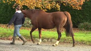 2024 Autumn Sale  Lot 820  fARSINOE SHIROCCO x ANNASTAR [upl. by Luciano]