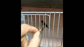 Criação de cigarrinha cigarra verdadeira sporophila falcirostris [upl. by Slinkman]