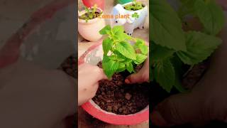 Soil mix repotting plant ☘️☘️ plants gardening garden pottingmix ticoma plant [upl. by Elleimac485]