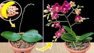 Do THIS and your orchid will bloom like crazy all year round [upl. by Aitekram]