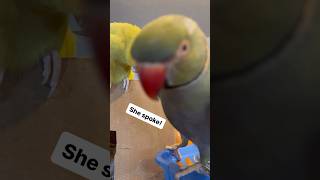 Beaker gets Tink to speak talkingbird parrot talkingparrot cuteanimals funnyanimals [upl. by Isidore293]