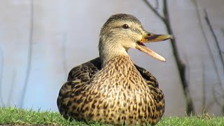 Female Mallard Ducks QUACKING ARGUMENT Gets Heated [upl. by Caz449]