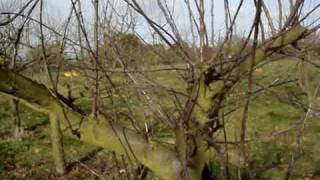 apple tree restoration watershoot video 1 [upl. by Nnahs]