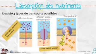 Labsorption des nutriments à travers lentérocyte [upl. by Akfir79]