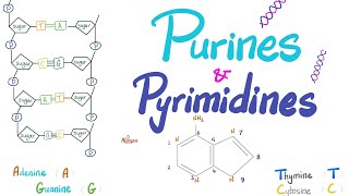 Purines Pyrimidines Nucleotides Nucleosides DNA RNA Denaturation amp Annealing [upl. by Bussey]