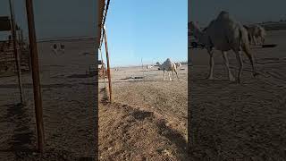 explore fruit wheatfields automobile farming wheat car nature 🐪🐫🐪🐪 s [upl. by Cohby]