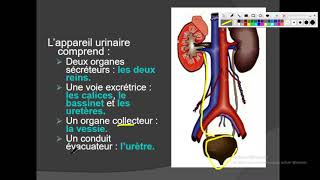 UE3 Anatomie Urinaire بالعربية  1 Anatomie des Reins [upl. by Zane358]