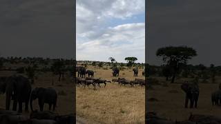 Wildebeest stampede past elephants wildlife shorts [upl. by Drawdesemaj773]