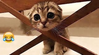 Best Funniest Animal Videos 2024🤣Funny Dogs And Cats Videos Of The year😻🐈 [upl. by Eirrod999]