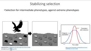 Phenotype shifts [upl. by Assen]