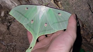 Find and observe Luna Moth in the forest [upl. by Ginsburg]